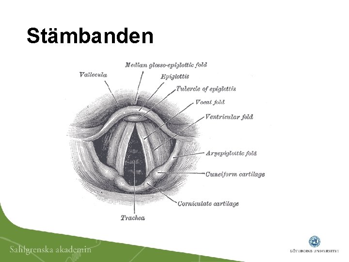 Stämbanden 