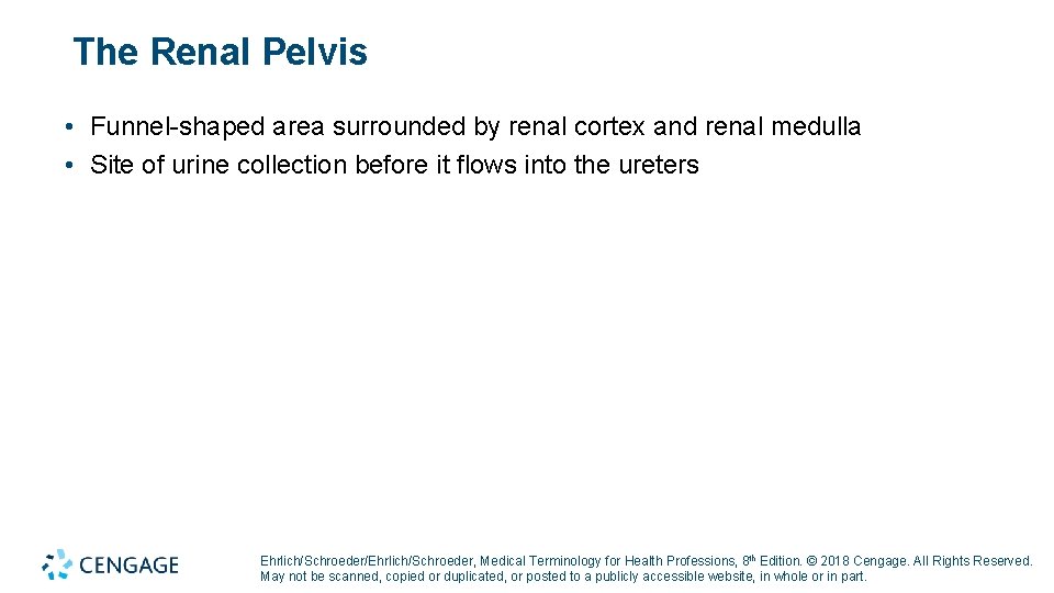 The Renal Pelvis • Funnel-shaped area surrounded by renal cortex and renal medulla •