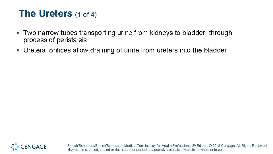 The Ureters (1 of 4) • Two narrow tubes transporting urine from kidneys to