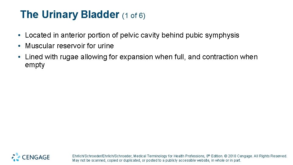 The Urinary Bladder (1 of 6) • Located in anterior portion of pelvic cavity