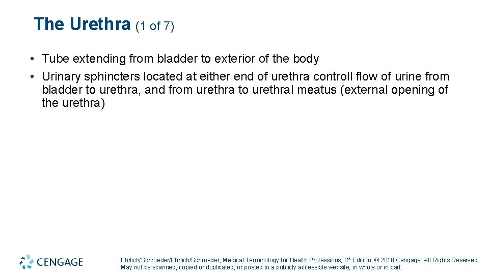 The Urethra (1 of 7) • Tube extending from bladder to exterior of the The Urethra (1 of 7) • Tube extending from bladder to exterior of the