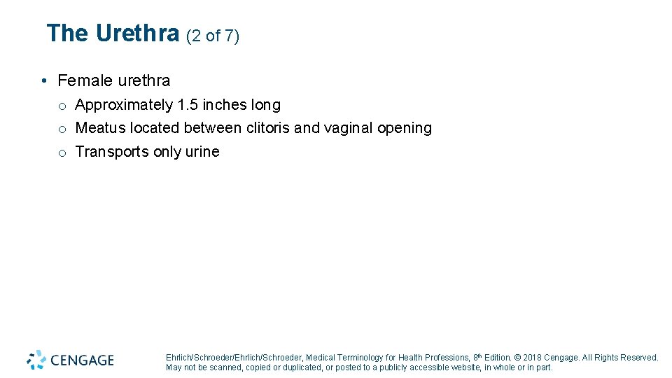 The Urethra (2 of 7) • Female urethra o Approximately 1. 5 inches long The Urethra (2 of 7) • Female urethra o Approximately 1. 5 inches long