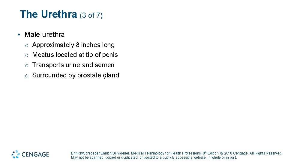 The Urethra (3 of 7) • Male urethra o Approximately 8 inches long o