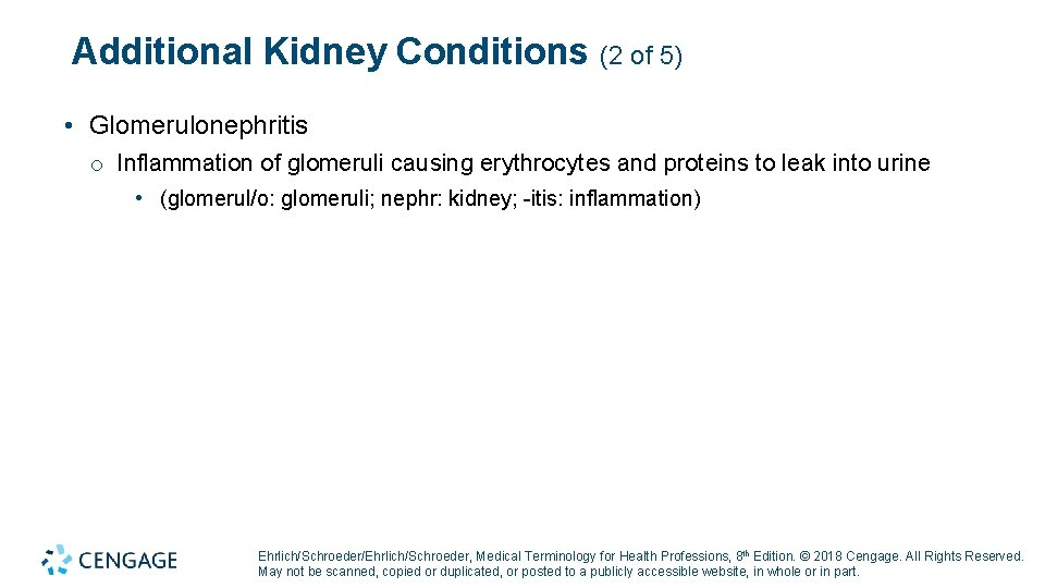 Additional Kidney Conditions (2 of 5) • Glomerulonephritis o Inflammation of glomeruli causing erythrocytes