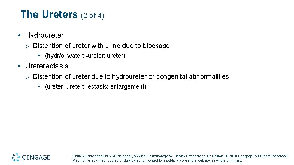 The Ureters (2 of 4) • Hydroureter o Distention of ureter with urine due