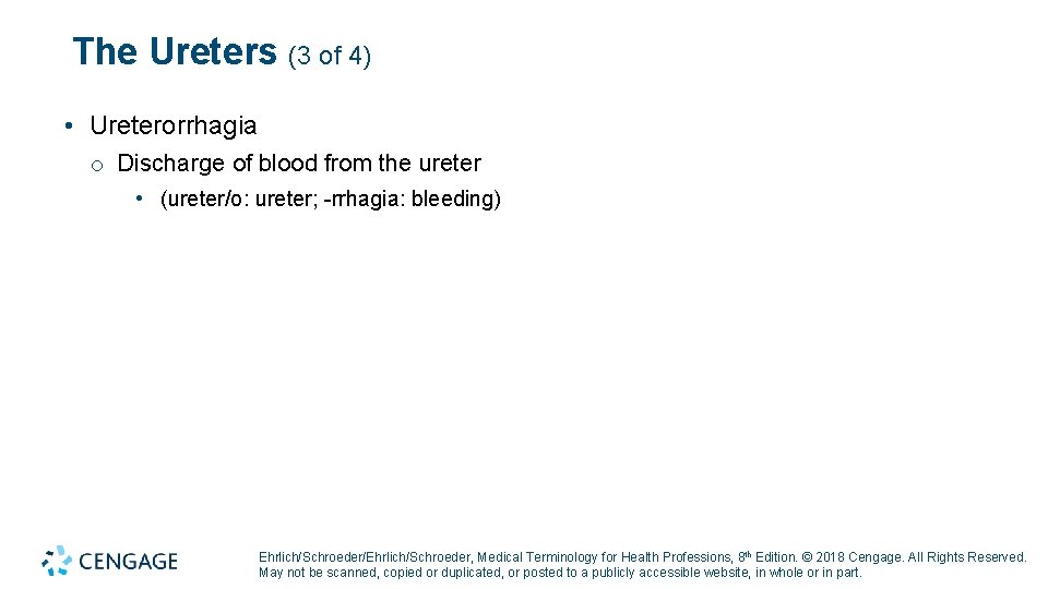 The Ureters (3 of 4) • Ureterorrhagia o Discharge of blood from the ureter The Ureters (3 of 4) • Ureterorrhagia o Discharge of blood from the ureter