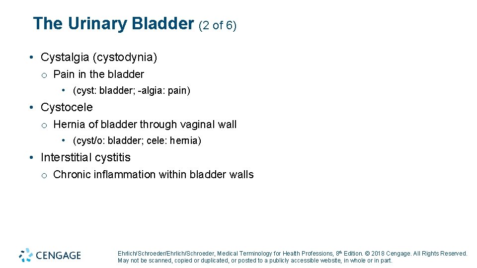 The Urinary Bladder (2 of 6) • Cystalgia (cystodynia) o Pain in the bladder