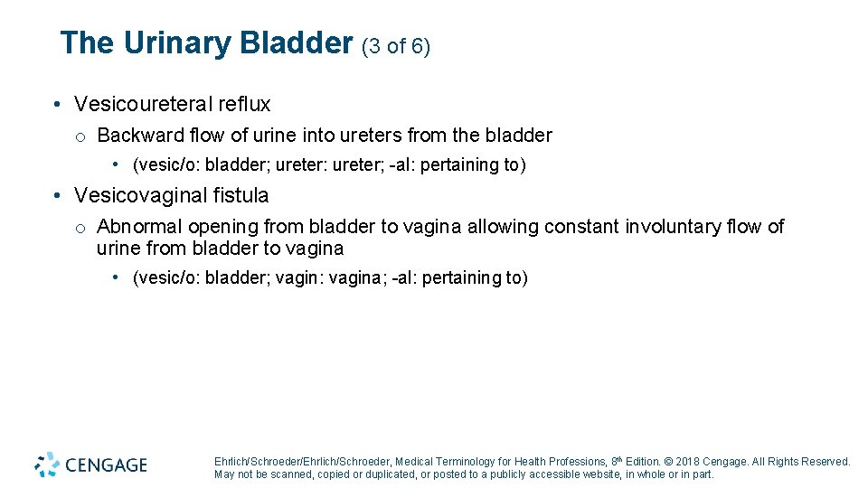 The Urinary Bladder (3 of 6) • Vesicoureteral reflux o Backward flow of urine