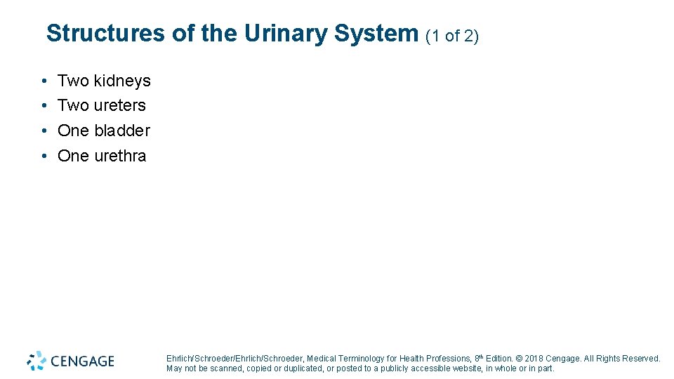 Structures of the Urinary System (1 of 2) • • Two kidneys Two ureters