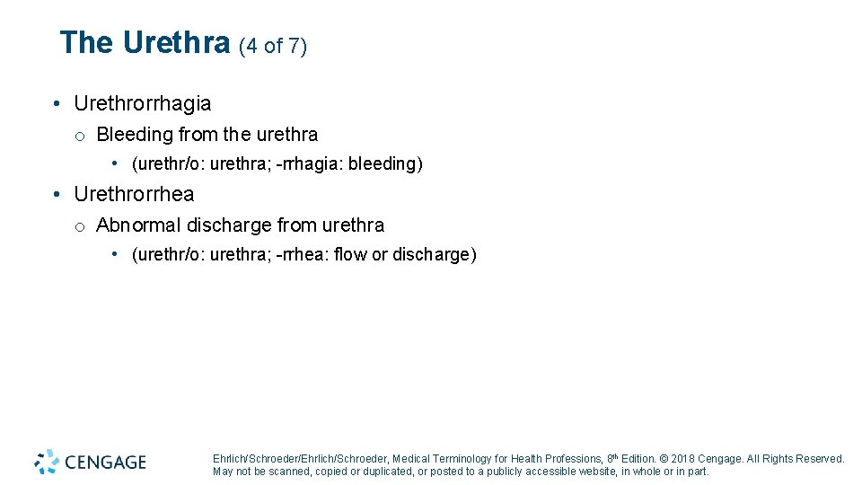 The Urethra (4 of 7) • Urethrorrhagia o Bleeding from the urethra • (urethr/o: