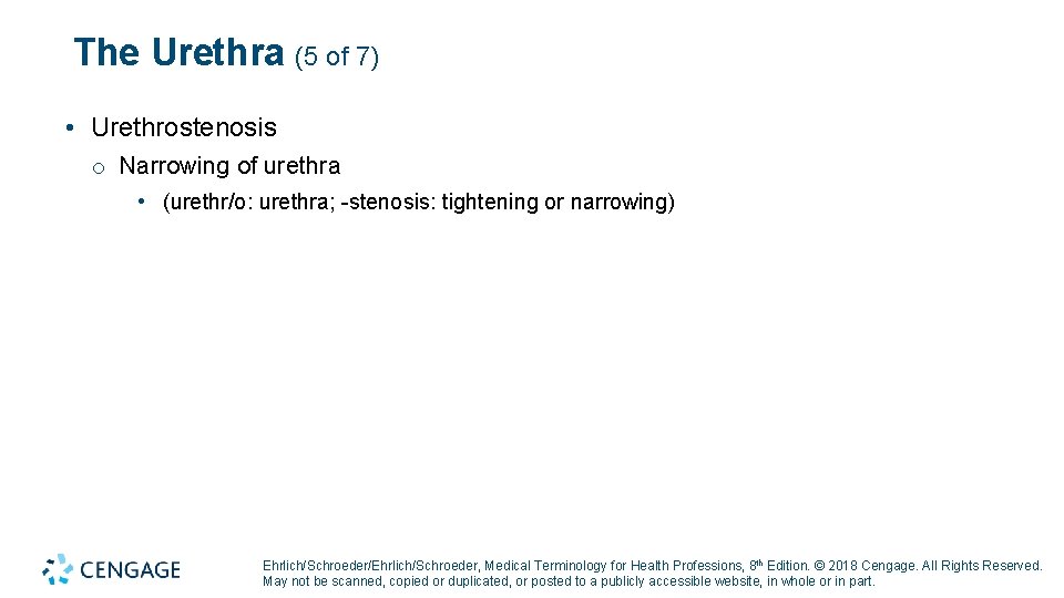 The Urethra (5 of 7) • Urethrostenosis o Narrowing of urethra • (urethr/o: urethra;