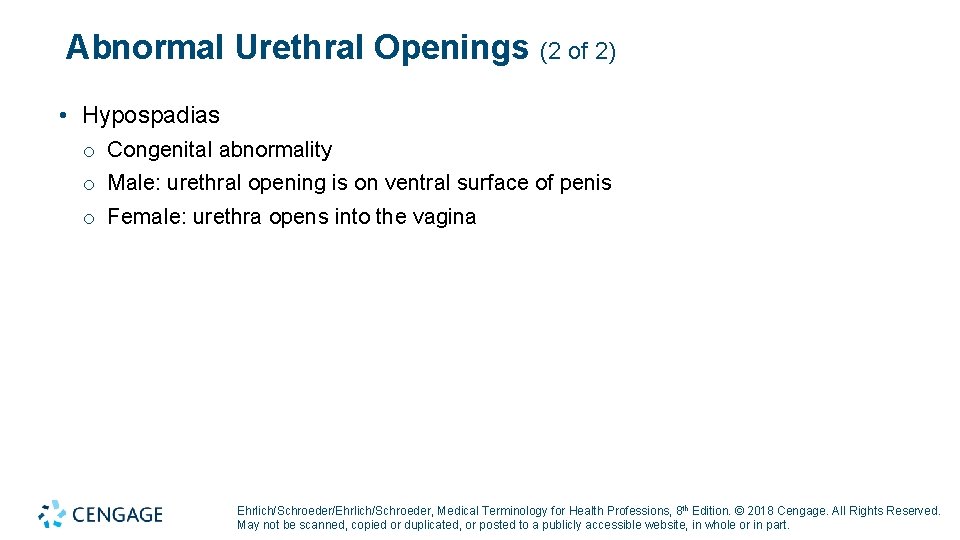 Abnormal Urethral Openings (2 of 2) • Hypospadias o Congenital abnormality o Male: urethral