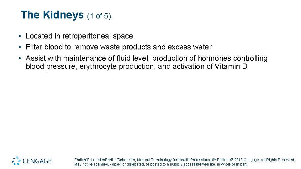 The Kidneys (1 of 5) • Located in retroperitoneal space • Filter blood to