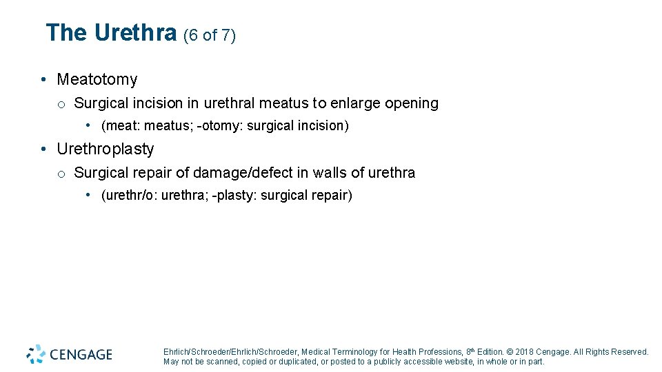 The Urethra (6 of 7) • Meatotomy o Surgical incision in urethral meatus to The Urethra (6 of 7) • Meatotomy o Surgical incision in urethral meatus to