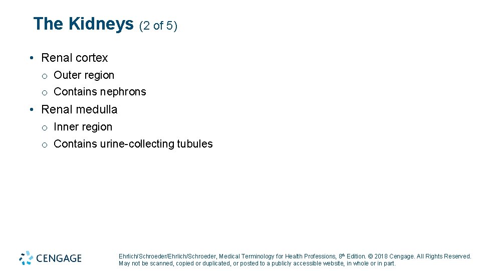 The Kidneys (2 of 5) • Renal cortex o Outer region o Contains nephrons