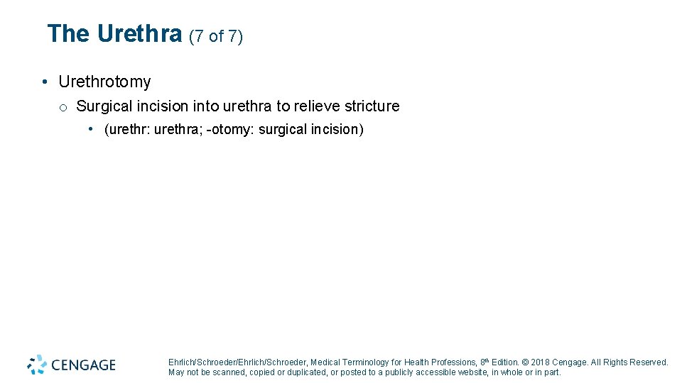 The Urethra (7 of 7) • Urethrotomy o Surgical incision into urethra to relieve