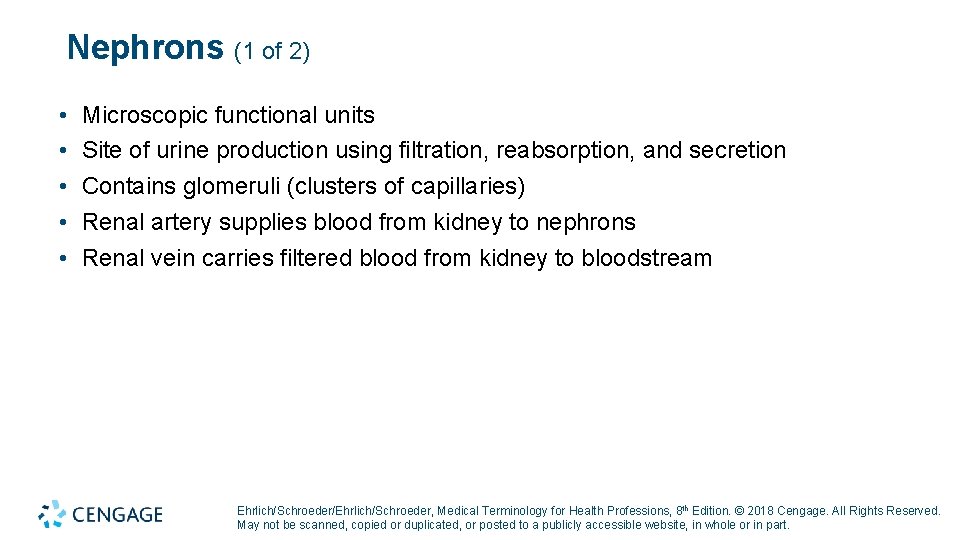 Nephrons (1 of 2) • • • Microscopic functional units Site of urine production