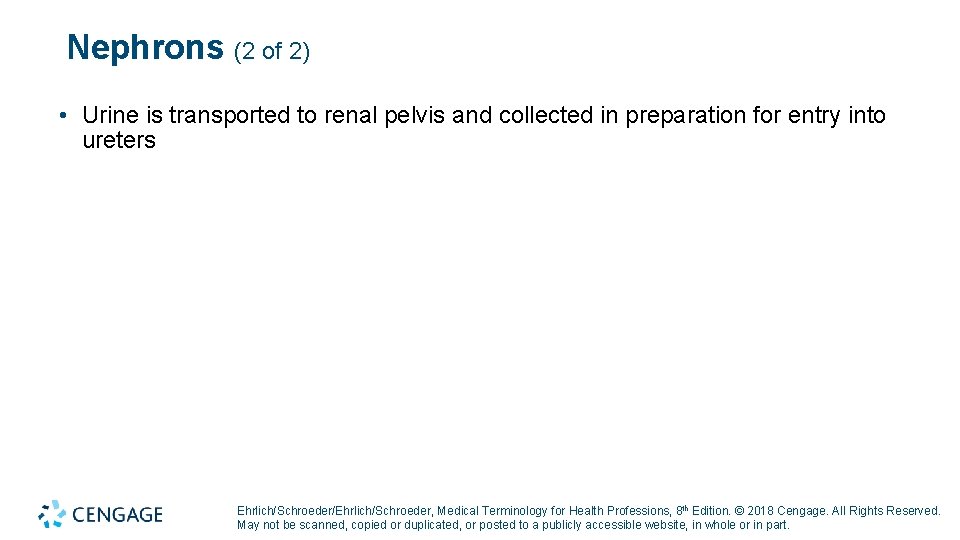 Nephrons (2 of 2) • Urine is transported to renal pelvis and collected in