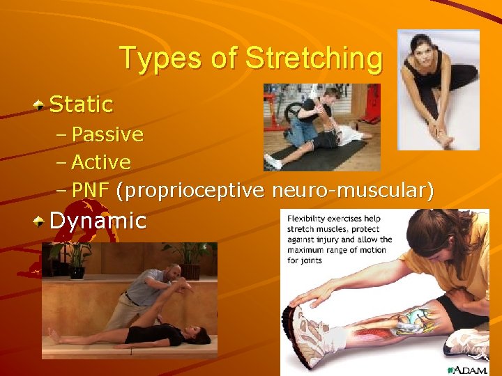 Types of Stretching Static – Passive – Active – PNF (proprioceptive neuro-muscular) Dynamic 