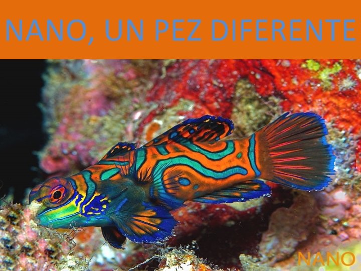 NANO, UN PEZ DIFERENTE 