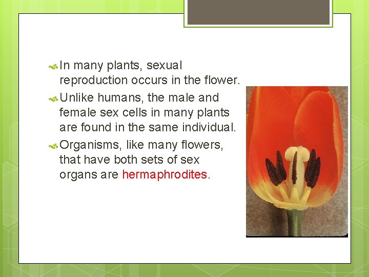  In many plants, sexual reproduction occurs in the flower. Unlike humans, the male