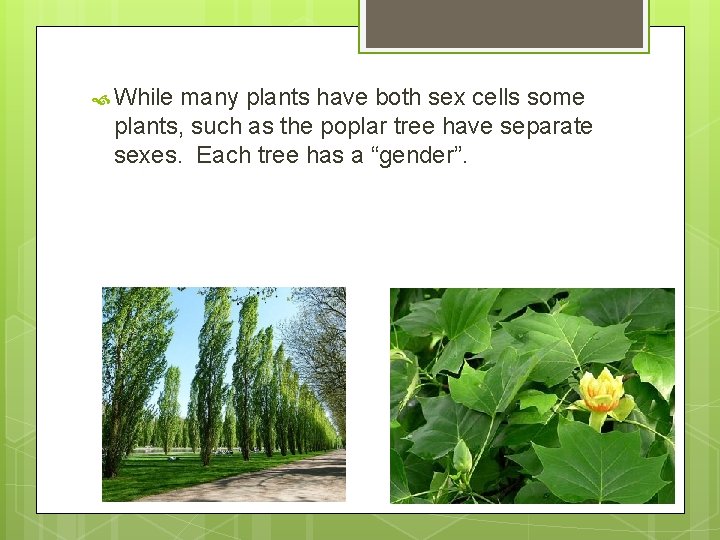  While many plants have both sex cells some plants, such as the poplar