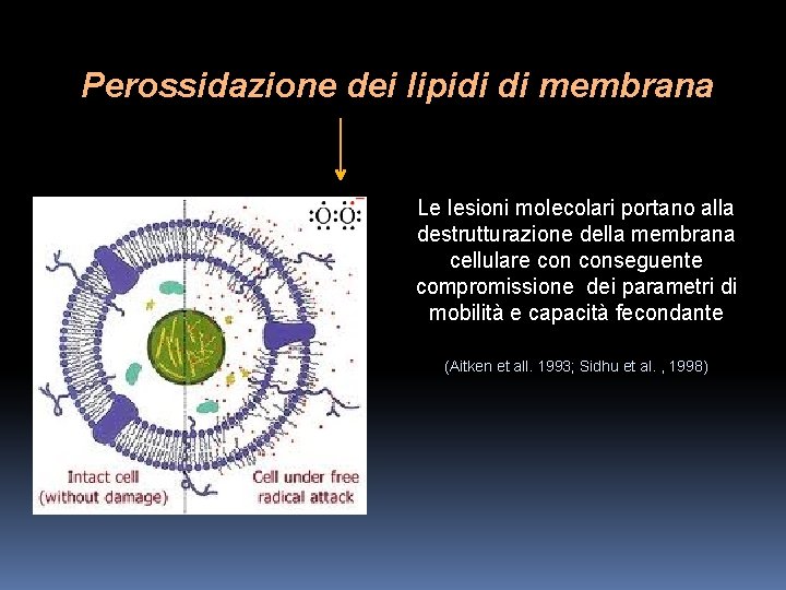 Perossidazione dei lipidi di membrana Le lesioni molecolari portano alla destrutturazione della membrana cellulare