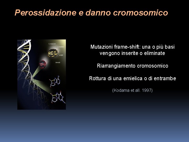 Perossidazione e danno cromosomico Mutazioni frame-shift: una o più basi vengono inserite o eliminate