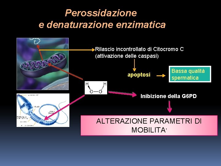 Perossidazione e denaturazione enzimatica Rilascio incontrollato di Citocromo C (attivazione delle caspasi) apoptosi Bassa