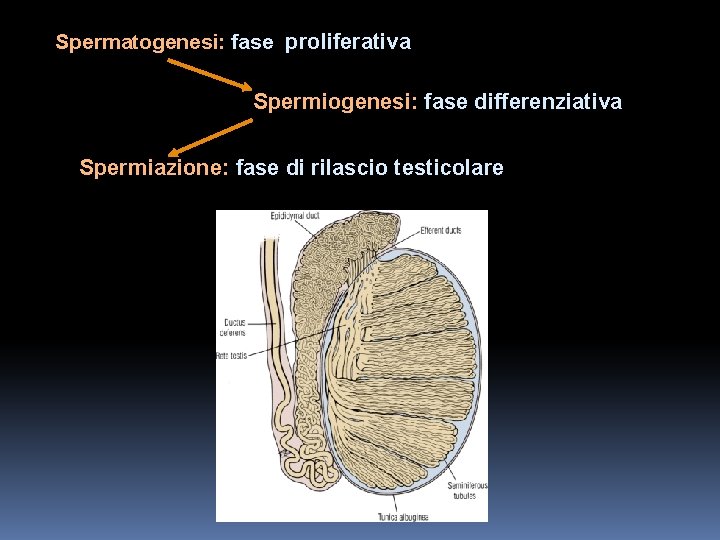 Spermatogenesi: fase proliferativa Spermiogenesi: fase differenziativa Spermiazione: fase di rilascio testicolare 