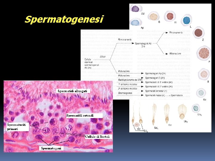 Spermatogenesi 