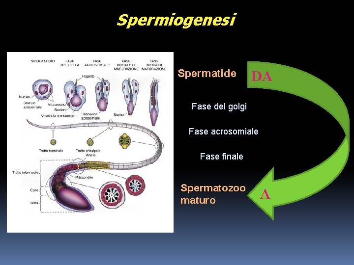 Spermiogenesi Spermatide DA Fase del golgi Fase acrosomiale Fase finale Spermatozoo maturo A 