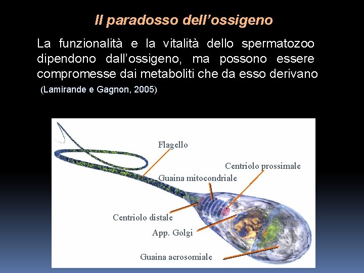 Il paradosso dell’ossigeno La funzionalità e la vitalità dello spermatozoo dipendono dall’ossigeno, ma possono