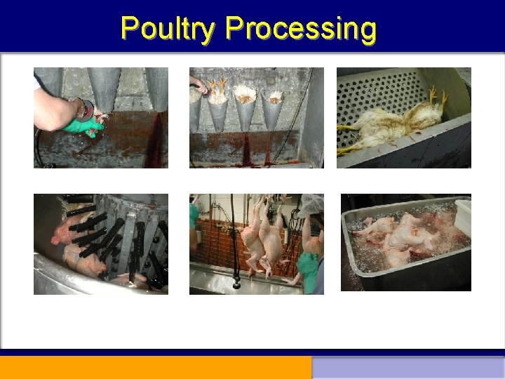 Poultry Processing 