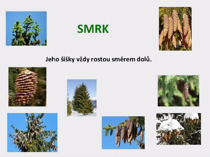 SMRK Jeho šišky vždy rostou směrem dolů. 