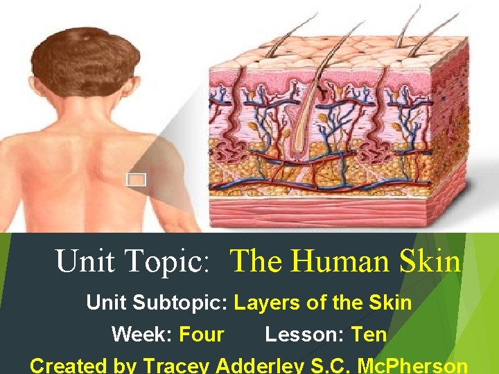 Unit Topic: The Human Skin Unit Subtopic: Layers of the Skin Week: Four Lesson:
