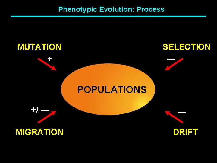 Phenotypic Evolution: Process MUTATION + SELECTION — POPULATIONS +/ — MIGRATION — DRIFT 