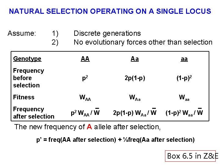NATURAL SELECTION OPERATING ON A SINGLE LOCUS Assume: 1) 2) Discrete generations No evolutionary
