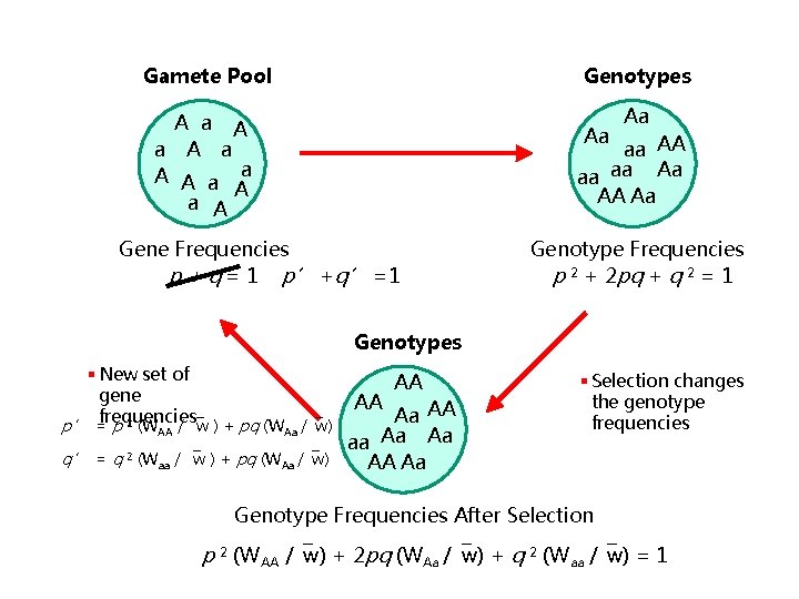 Gamete Pool Genotypes A a A a A A a a A Aa Aa