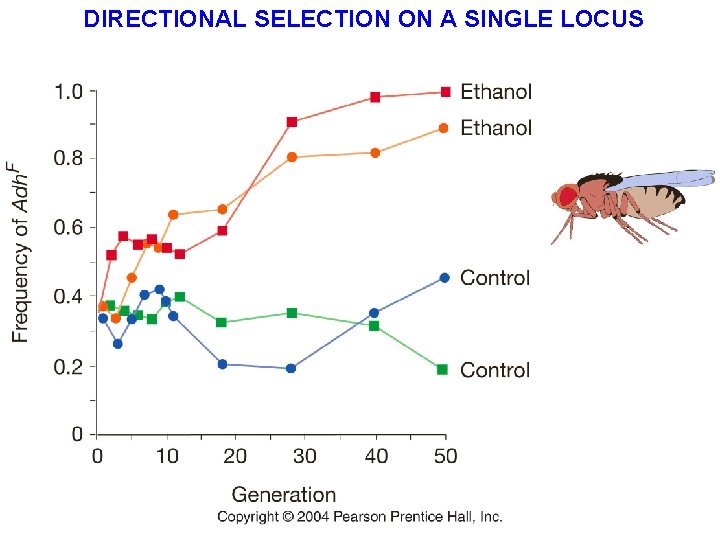 DIRECTIONAL SELECTION ON A SINGLE LOCUS 