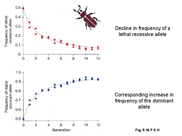 Decline in frequency of a lethal recessive allele Corresponding increase in frequency of the