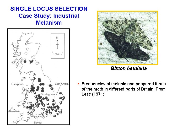 SINGLE LOCUS SELECTION Case Study: Industrial Melanism Biston betularia § Frequencies of melanic and