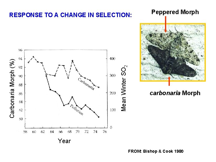 Mean Winter SO 2 Carbonaria Morph (%) RESPONSE TO A CHANGE IN SELECTION: Peppered