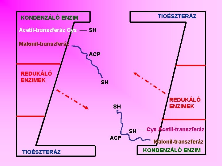 TIOÉSZTERÁZ KONDENZÁLÓ ENZIM Acetil-transzferáz Cys SH Malonil-transzferáz ACP REDUKÁLÓ ENZIMEK SH SH ACP TIOÉSZTERÁZ