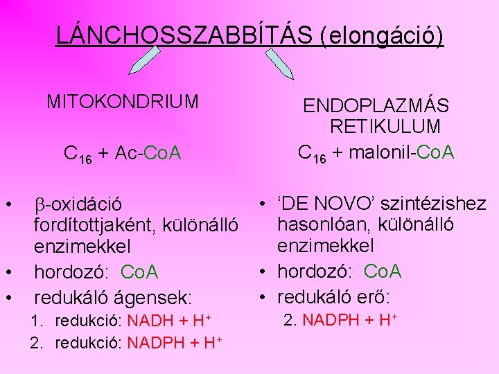 LÁNCHOSSZABBÍTÁS (elongáció) MITOKONDRIUM C 16 + Ac-Co. A • • • -oxidáció fordítottjaként, különálló