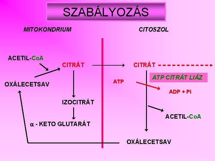 SZABÁLYOZÁS MITOKONDRIUM CITOSZOL ACETIL-Co. A CITRÁT ATP OXÁLECETSAV ATP CITRÁT LIÁZ ADP + Pi