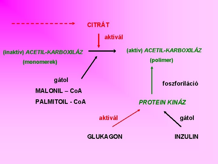 CITRÁT aktivál (aktív) ACETIL-KARBOXILÁZ (inaktív) ACETIL-KARBOXILÁZ (polimer) (monomerek) gátol foszforiláció MALONIL – Co. A