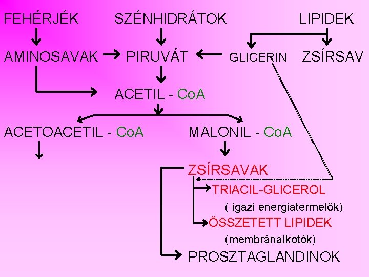 FEHÉRJÉK AMINOSAVAK SZÉNHIDRÁTOK PIRUVÁT LIPIDEK GLICERIN ZSÍRSAV ACETIL - Co. A ACETOACETIL - Co.