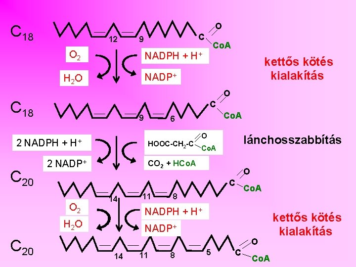 O C 18 12 C 9 O 2 Co. A NADPH + H+ kettős