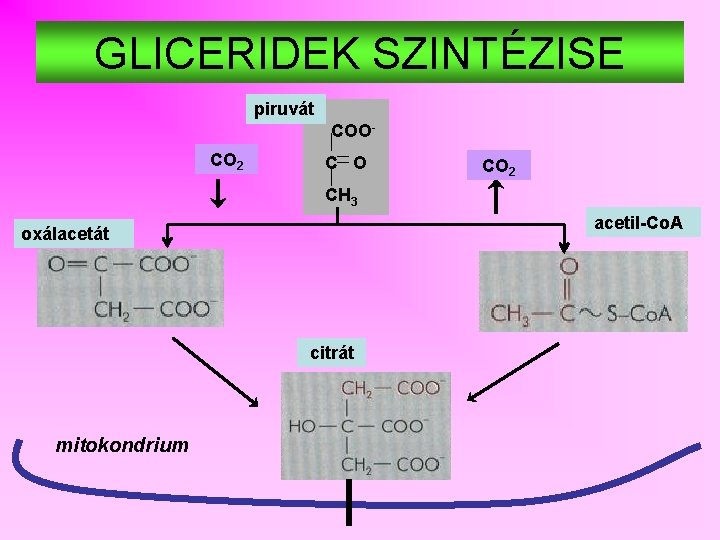 GLICERIDEK SZINTÉZISE piruvát COOCO 2 C O CO 2 CH 3 acetil-Co. A oxálacetát